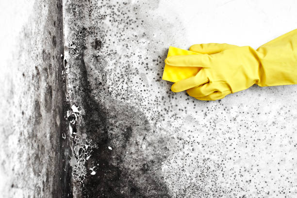 Best Black Mold Remediation in Douglass, KS