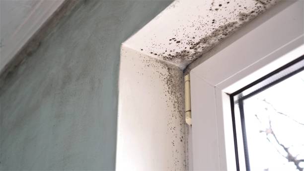 Best Insurance-Related Mold Remediation in Douglass, KS