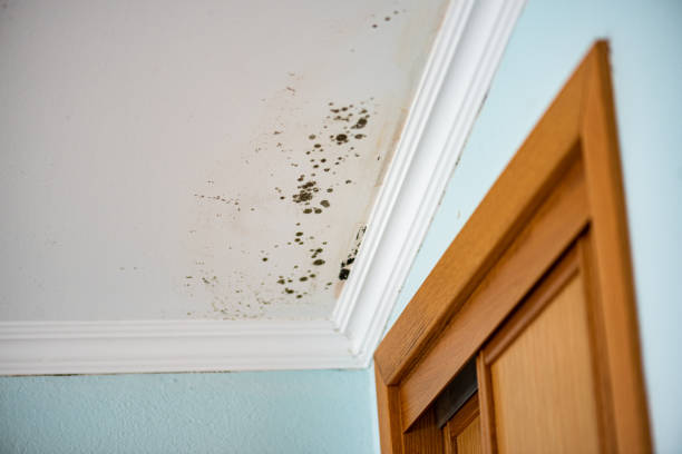 Best Post-Remediation Services in Douglass, KS