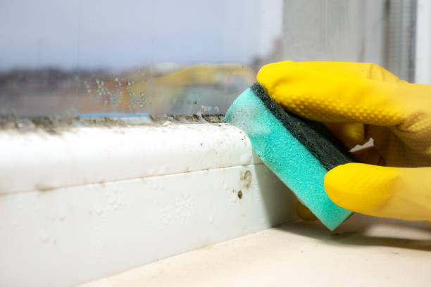 Best Industrial Mold Remediation in Douglass, KS