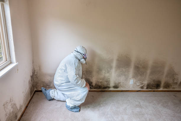 Best Attic Mold Remediation in Douglass, KS