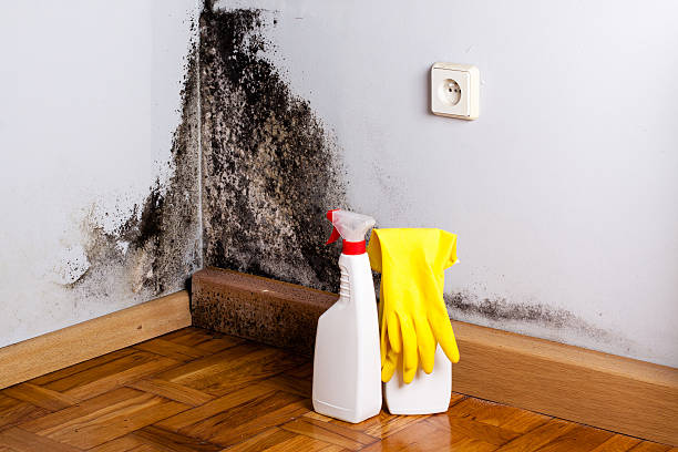 Best Mold Remediation for Specific Building Types in Douglass, KS